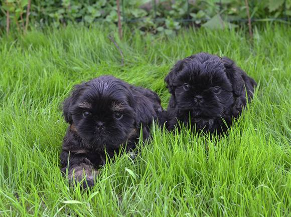 pups_2m